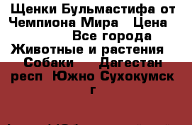 Щенки Бульмастифа от Чемпиона Мира › Цена ­ 1 000 - Все города Животные и растения » Собаки   . Дагестан респ.,Южно-Сухокумск г.